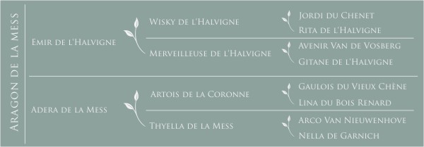Aragon de la Mess Pédigré Garou de la Mess
